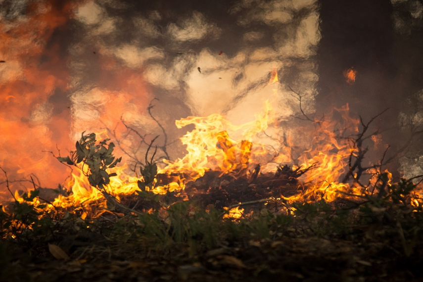 bushfire